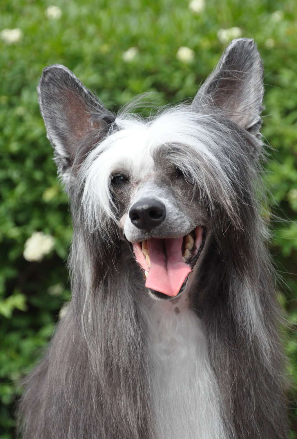 Bed'ykins Lady Of Glory