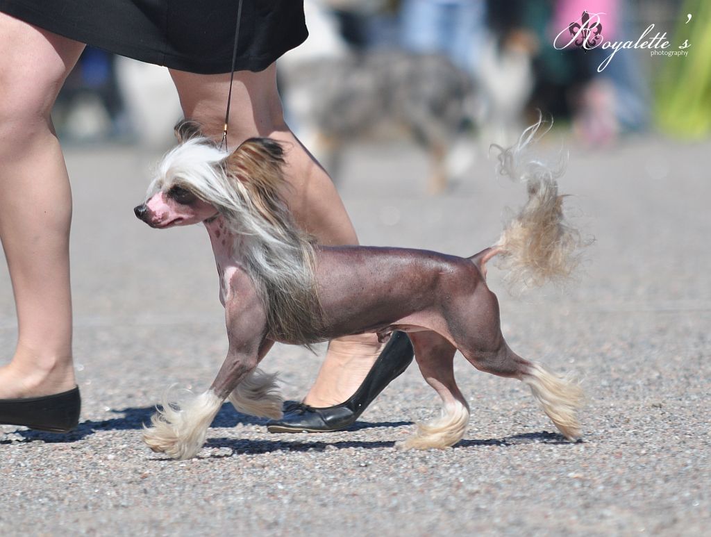 CandyCresteds The Ring Leader