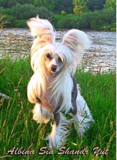 Albina Sin Shandr Yut