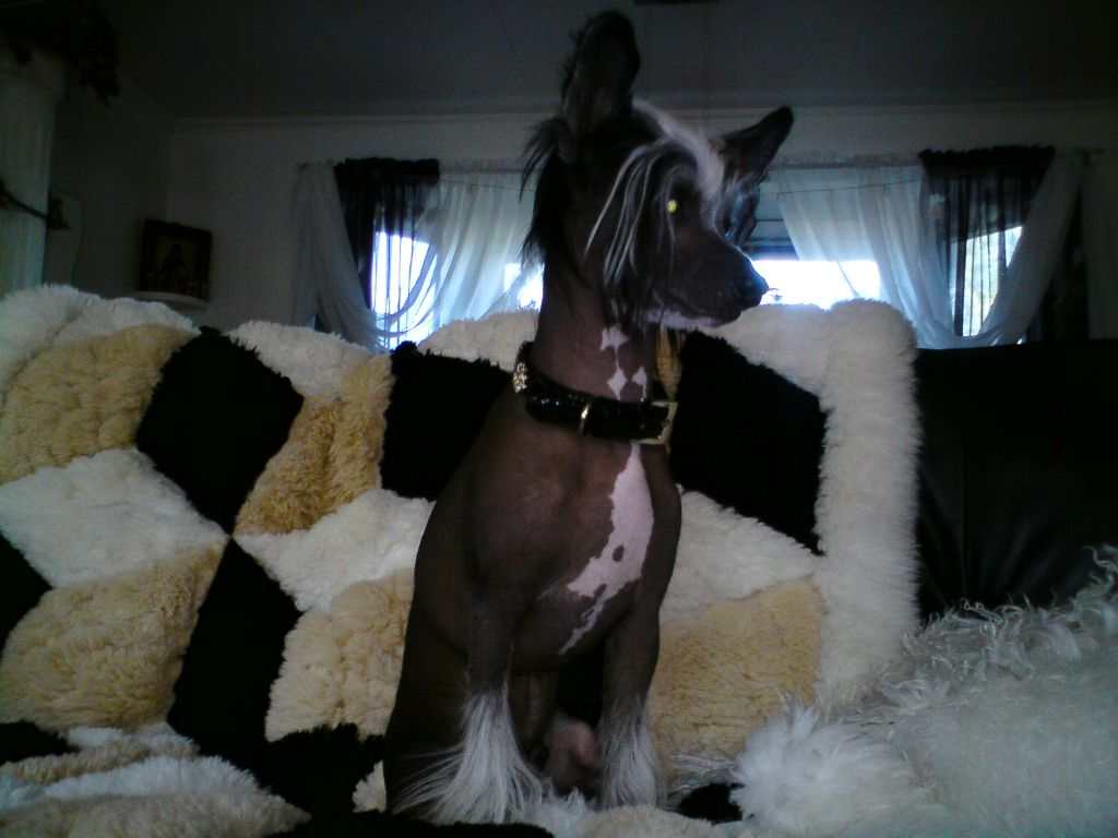 Mheleas Amazing Malte