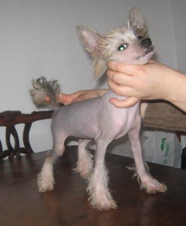 Diva Von chilean Puppy's