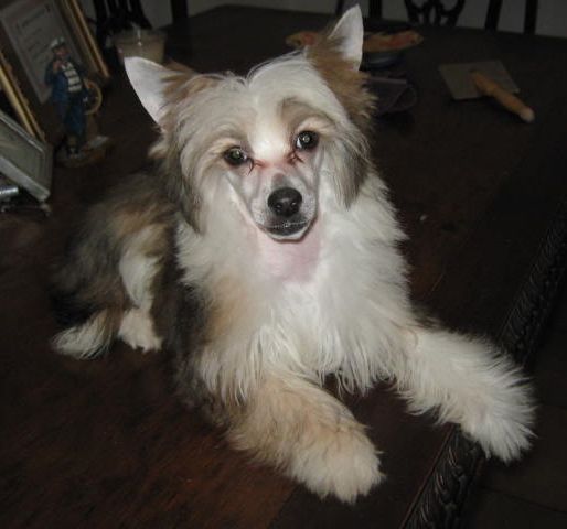 Pedro PP Von Lusylyork