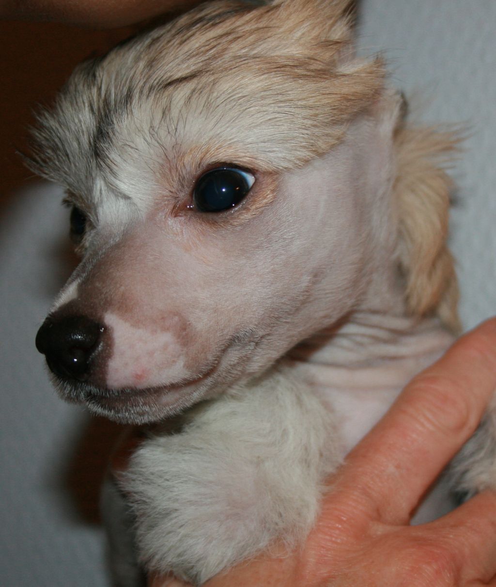 Urian Undomiel Avrina