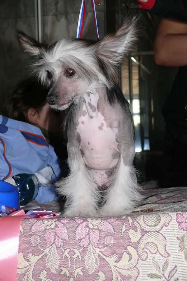 Kristal Yaniry  Best of the Best