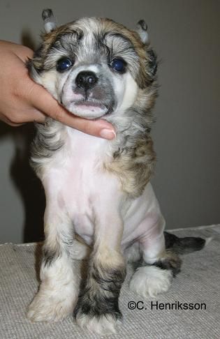 Paw-a-dee King of My Castle