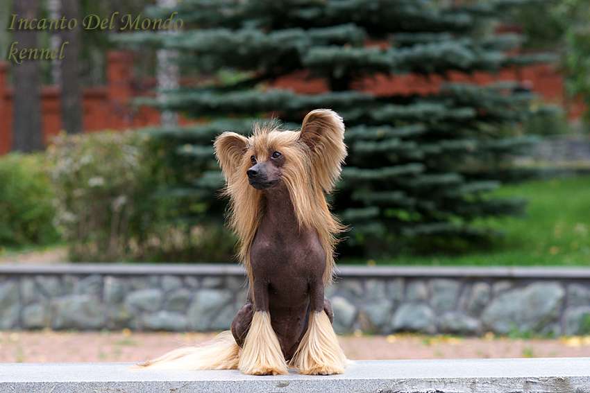 Irgen Gold Ursula Dizl