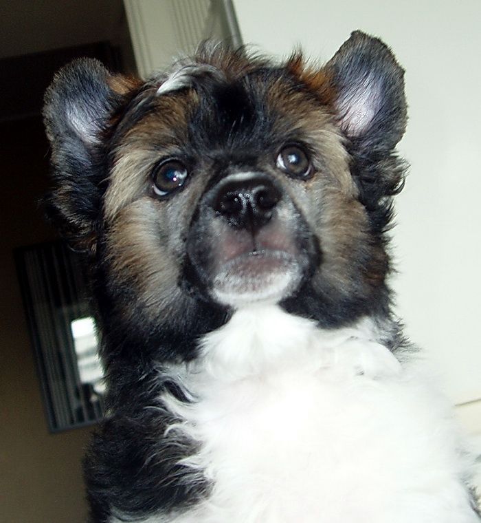 Irgen Gold Roberto Kavalini 