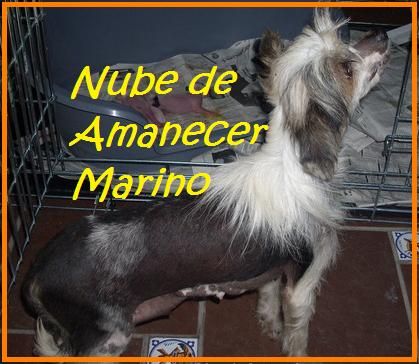 Nube de Amanecer Marino