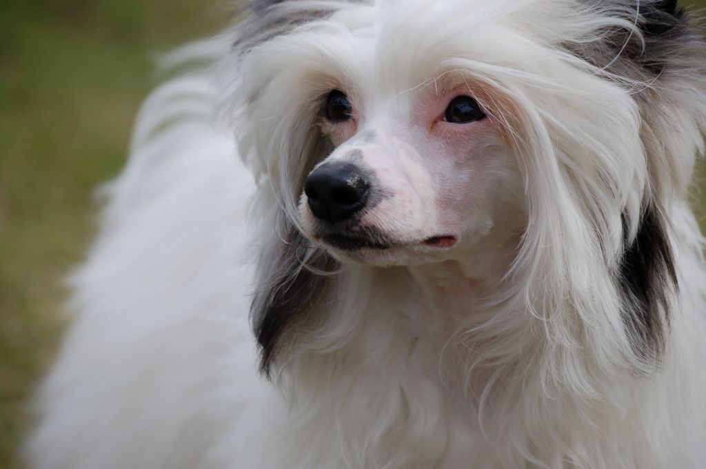 Admiral Fen Chin Fantazy Night