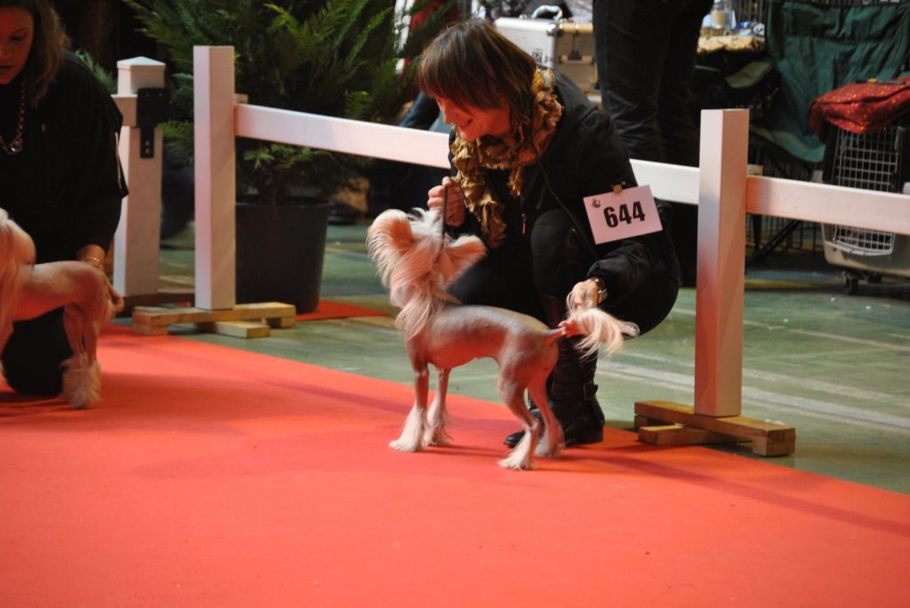 Tippytoes Milady De Winter