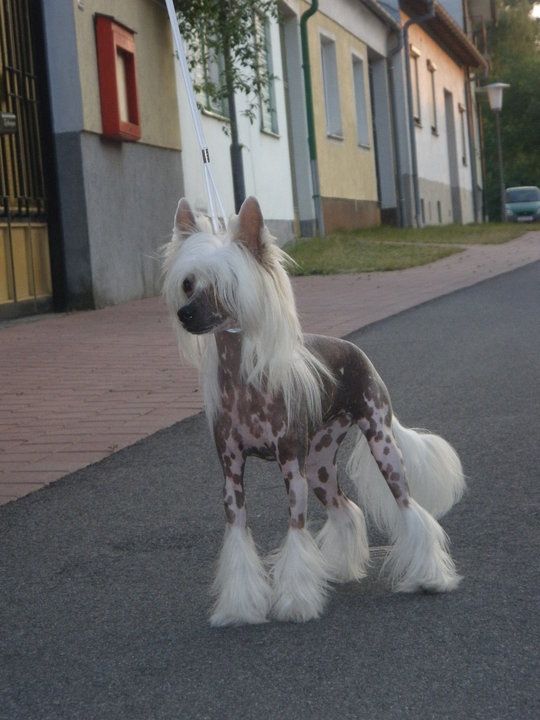 Beverly Hills Artagasamazis