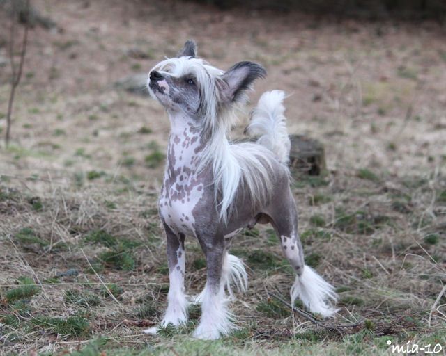 Carte Blanche Graceful  Orchidea