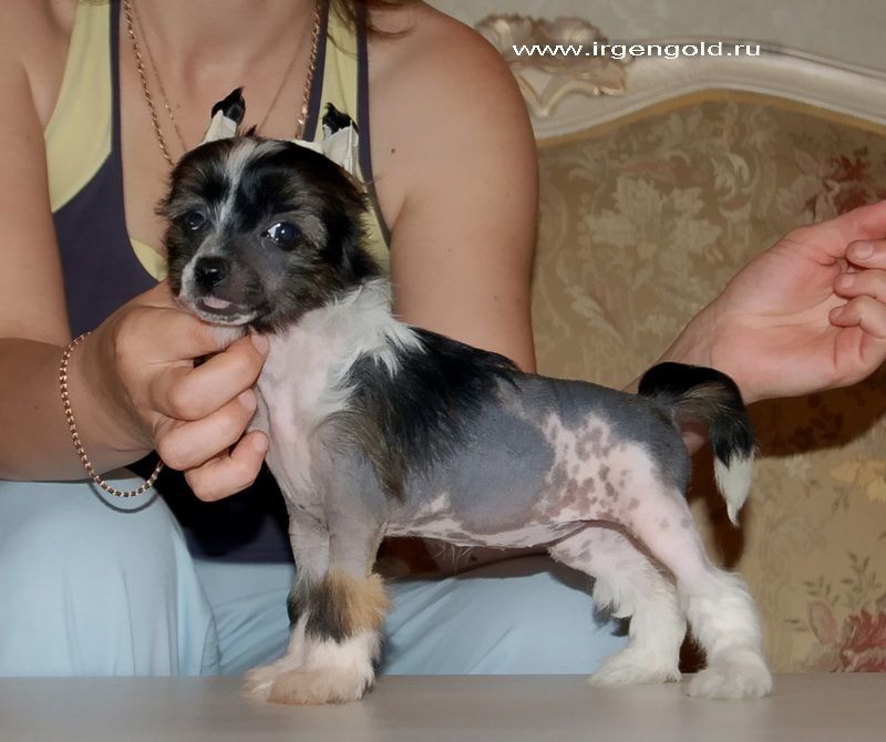 Irgen Gold Zetaim To Win