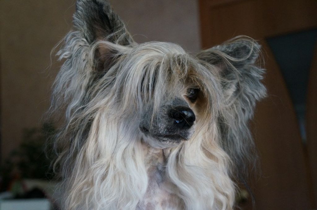 Irgen Gold Zanni Chiara