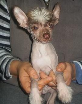 Renato Von Chilean Puppy's