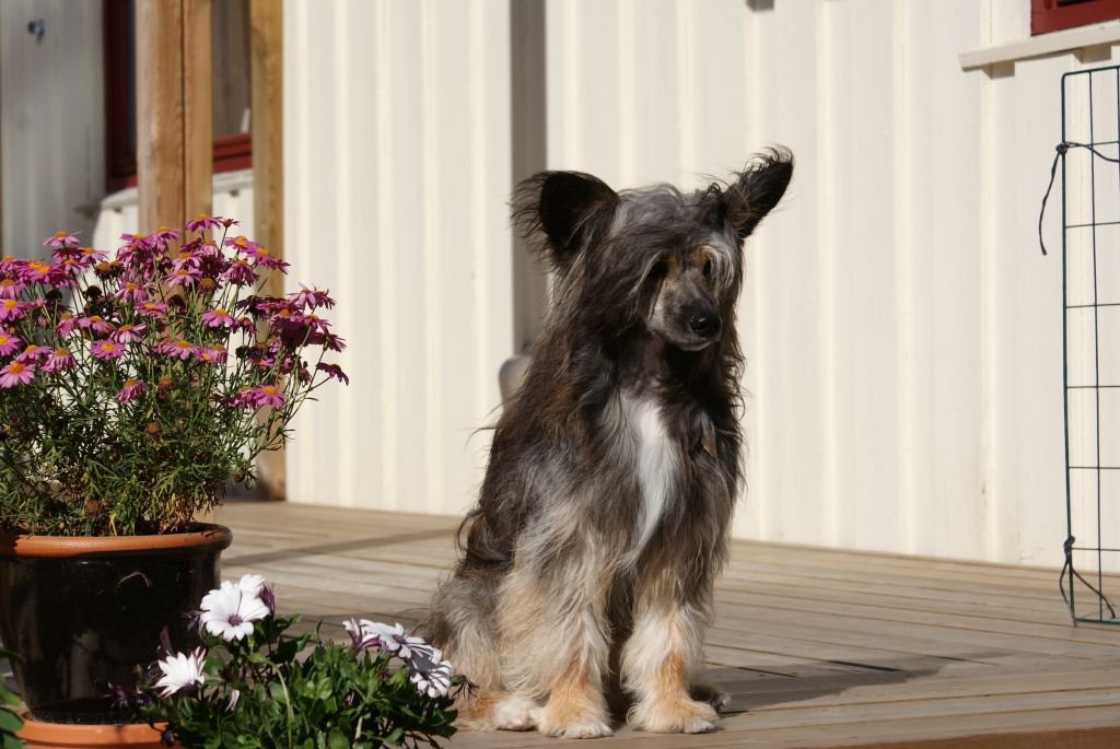 Sunstreaker Enter Sandman