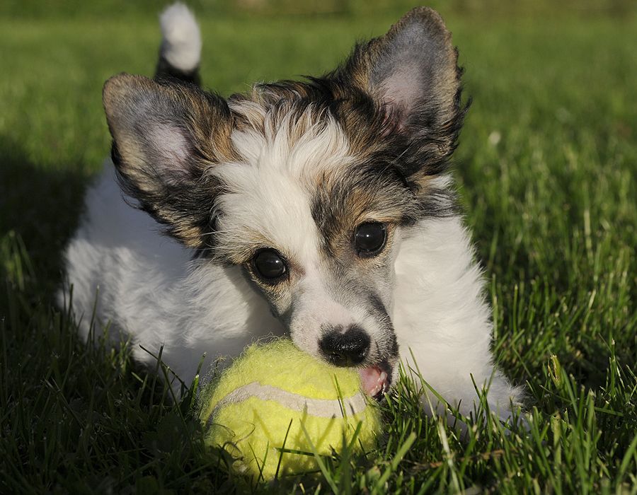 Sunstreaker Elope With Me