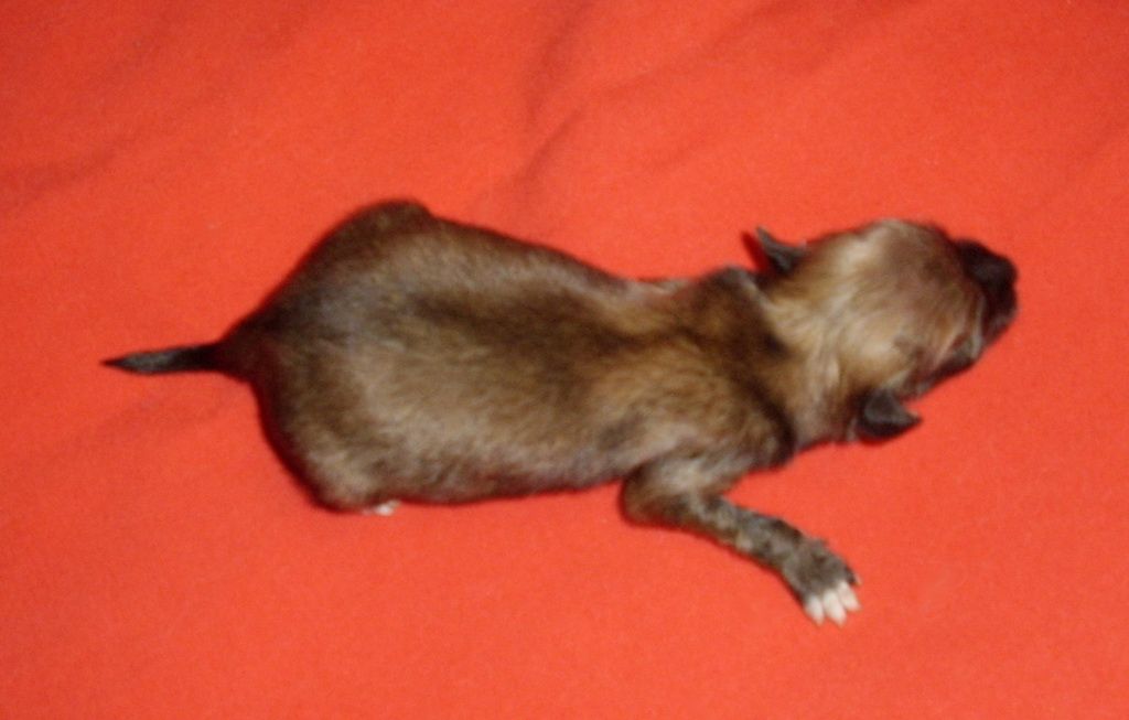 Choco-Bit Del Norte