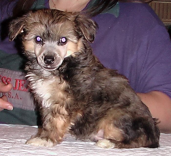 Irgen Gold Cheese Cake