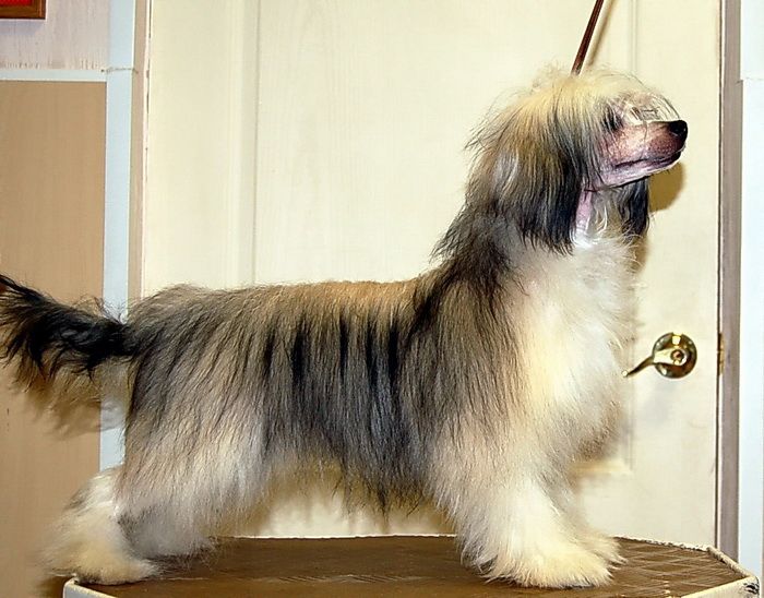 Kitayskiy Shelk Jarinka