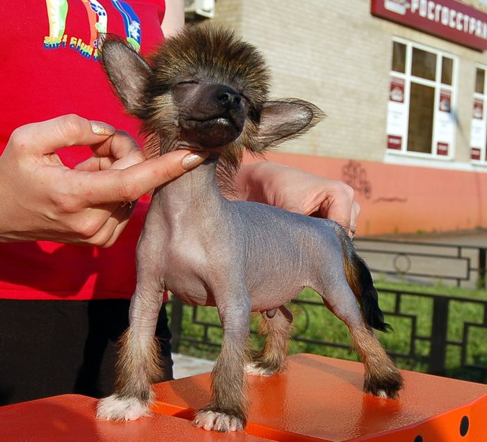 Irgen Gold Kevin Kostner