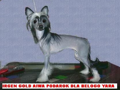 Irgen Gold Aiva Podarok & Belogo Jara