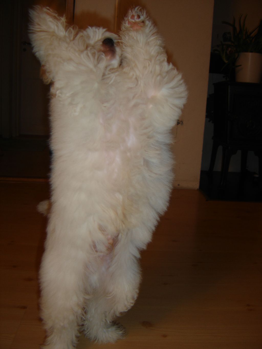 Cipracrest's I'll Be Back