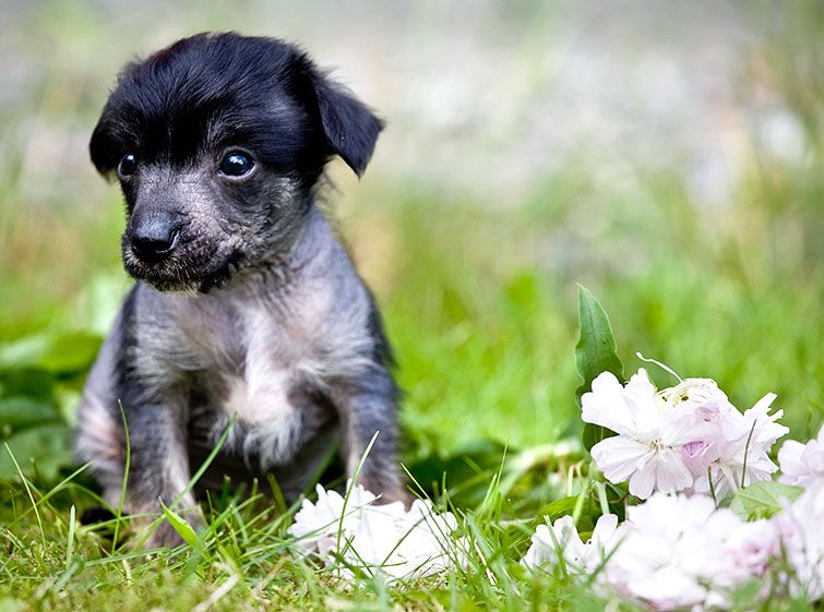 Magic'N Mystic Kinky Casanova