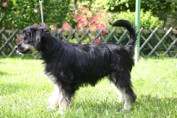 Laureola's Now or Never