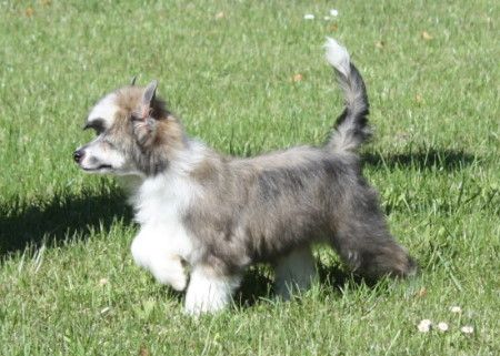 Innocence from Angels Fundation