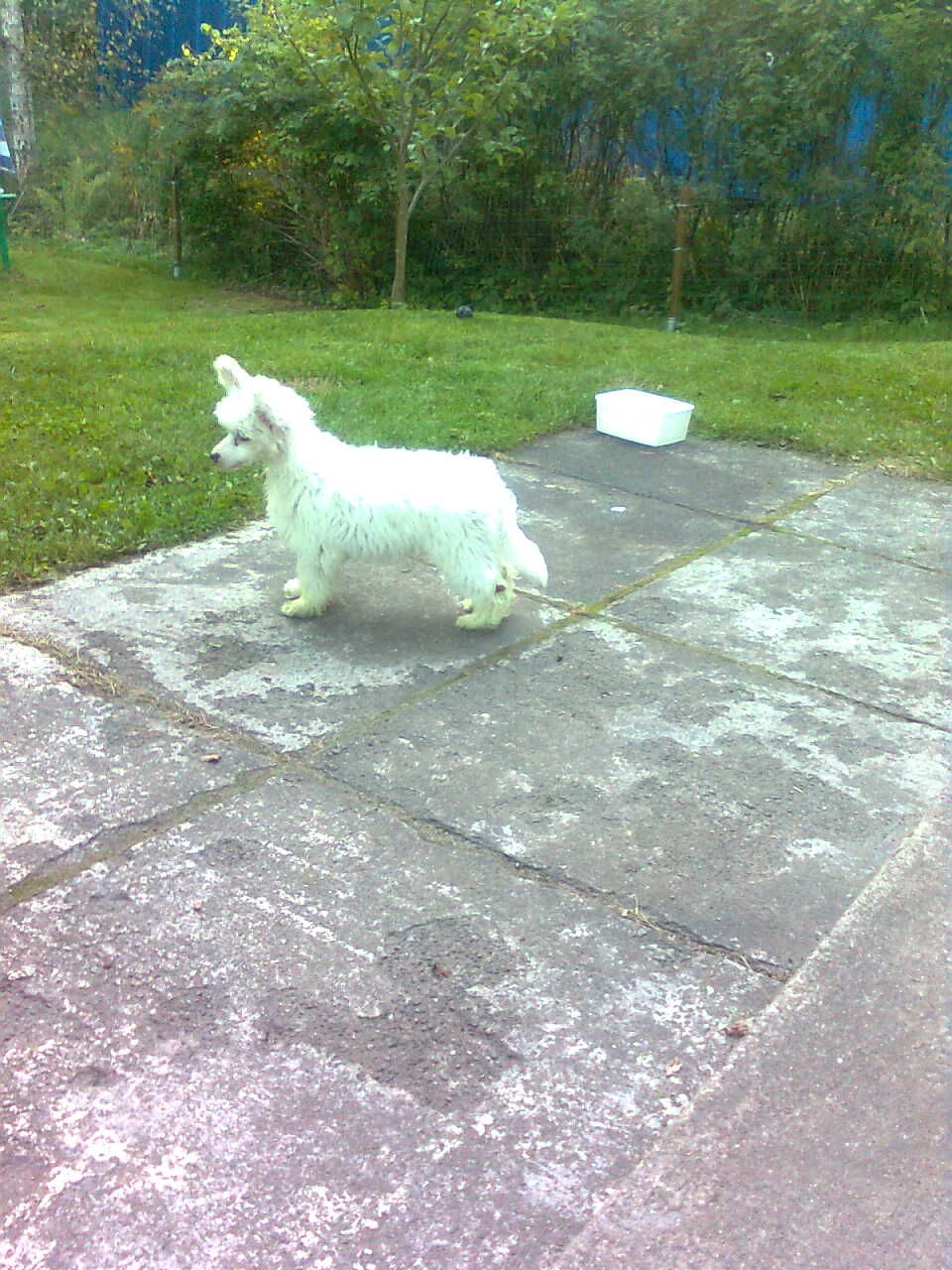 Candy Queen's Lips Like Sugar