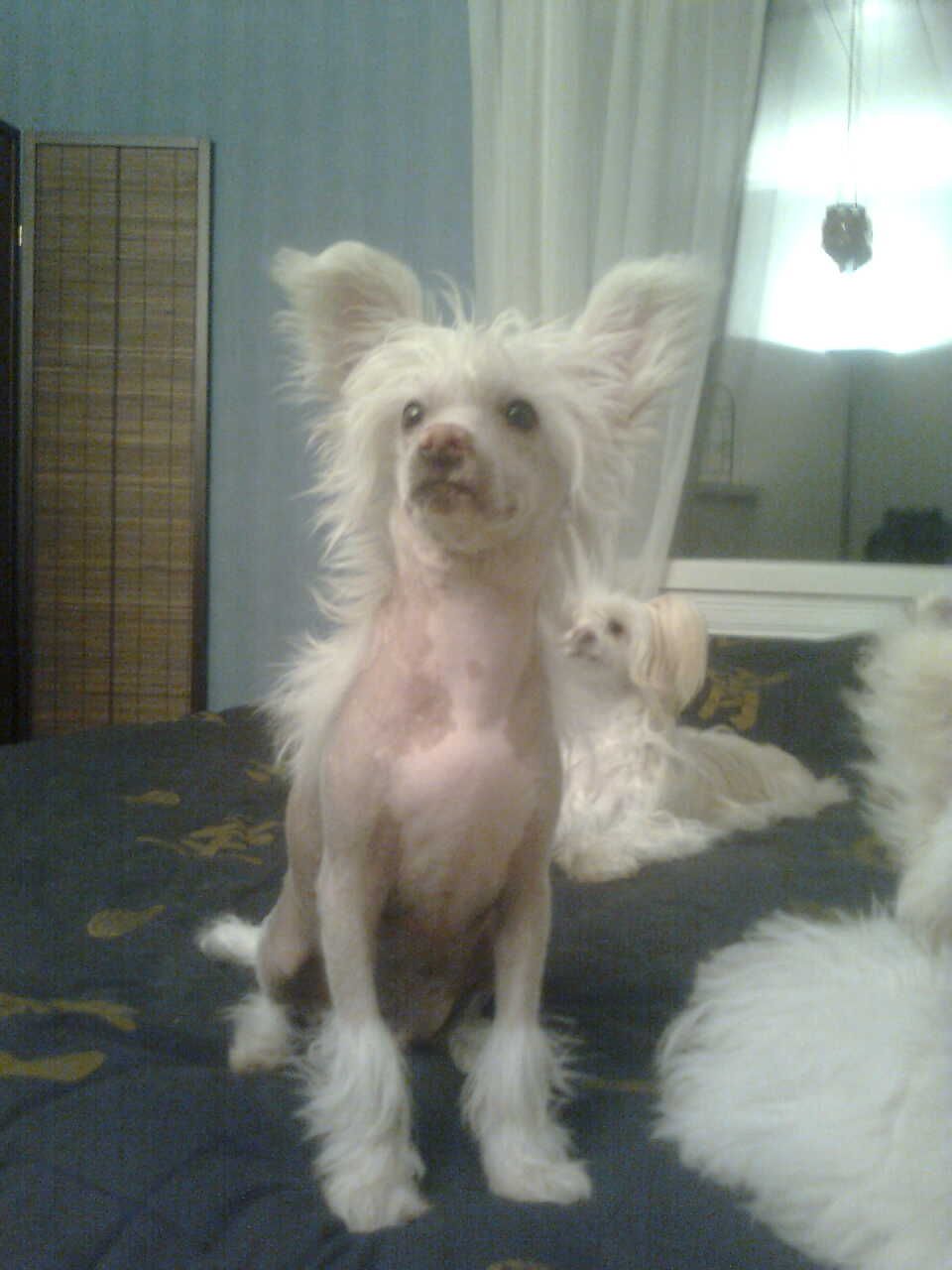 Candy Queen's Limited Edition