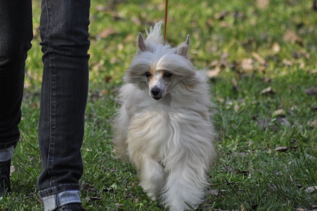 Tarjánfalvi red devil Alisa