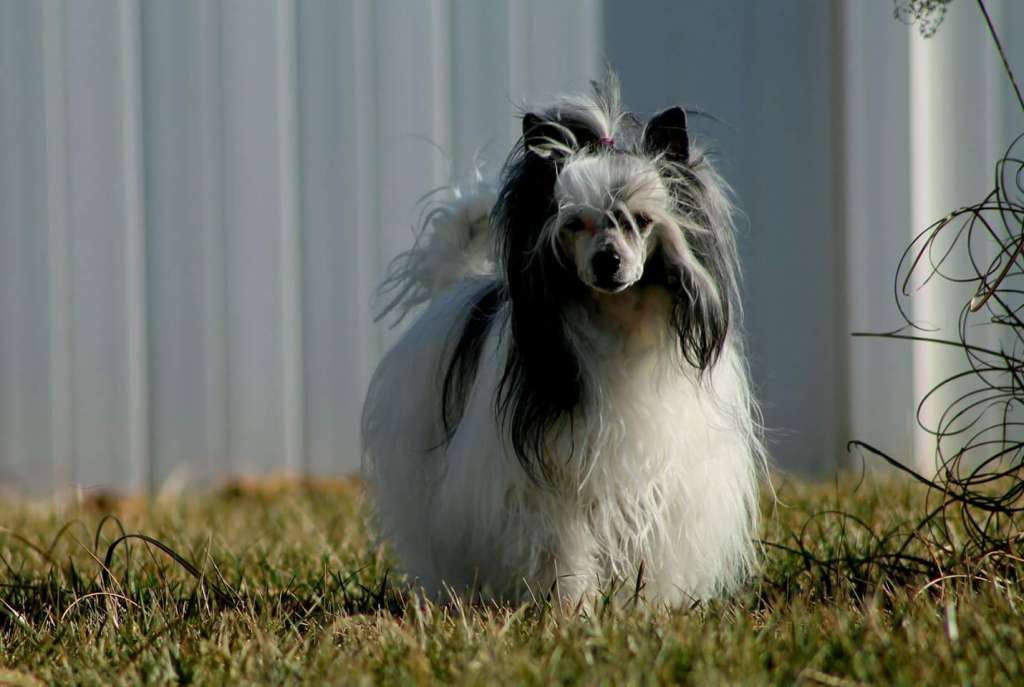 Klearly A Moonlit Masquerade