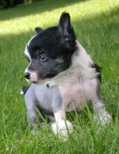 Tippytoes Tickle Monster