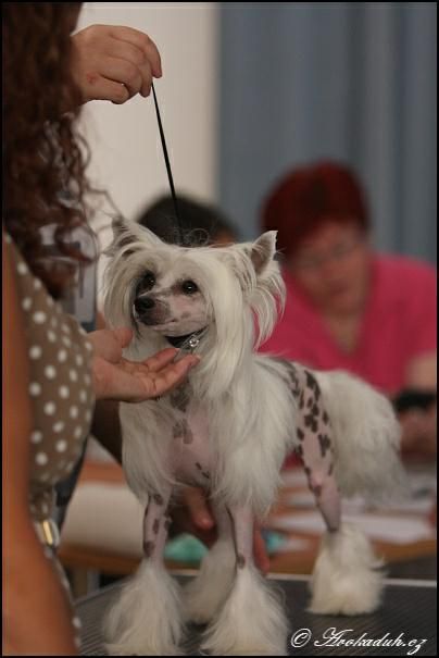 INT.CH.Multi.CH.Tippytoes Tickled Pink