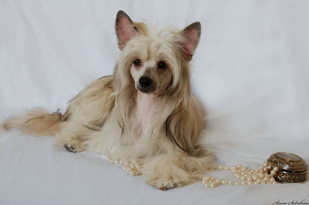 Shakira Li Shandr Yut