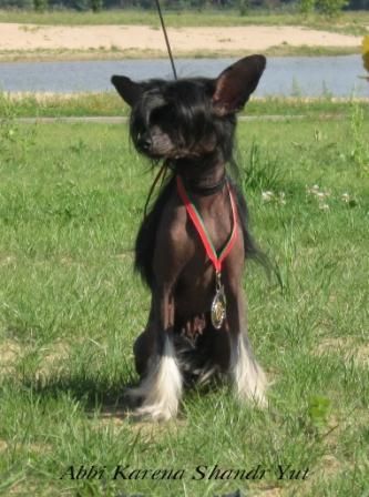 Abbi Karena Shandr Yut