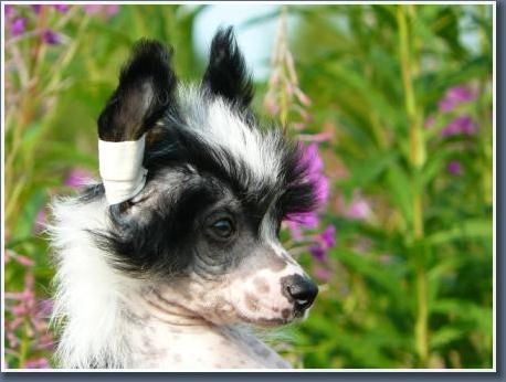 Arctic Glow Zealous Kiss 