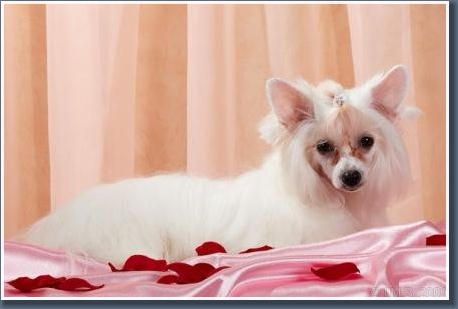 Arctic Glow Female Of Dream 