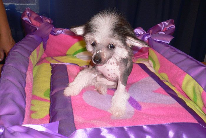 Bjuti Stren Fabbi Prada