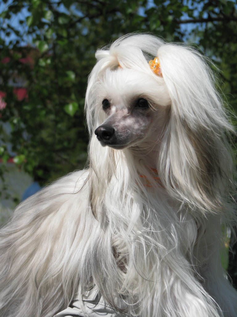 Vivat Sanraiz Oriens