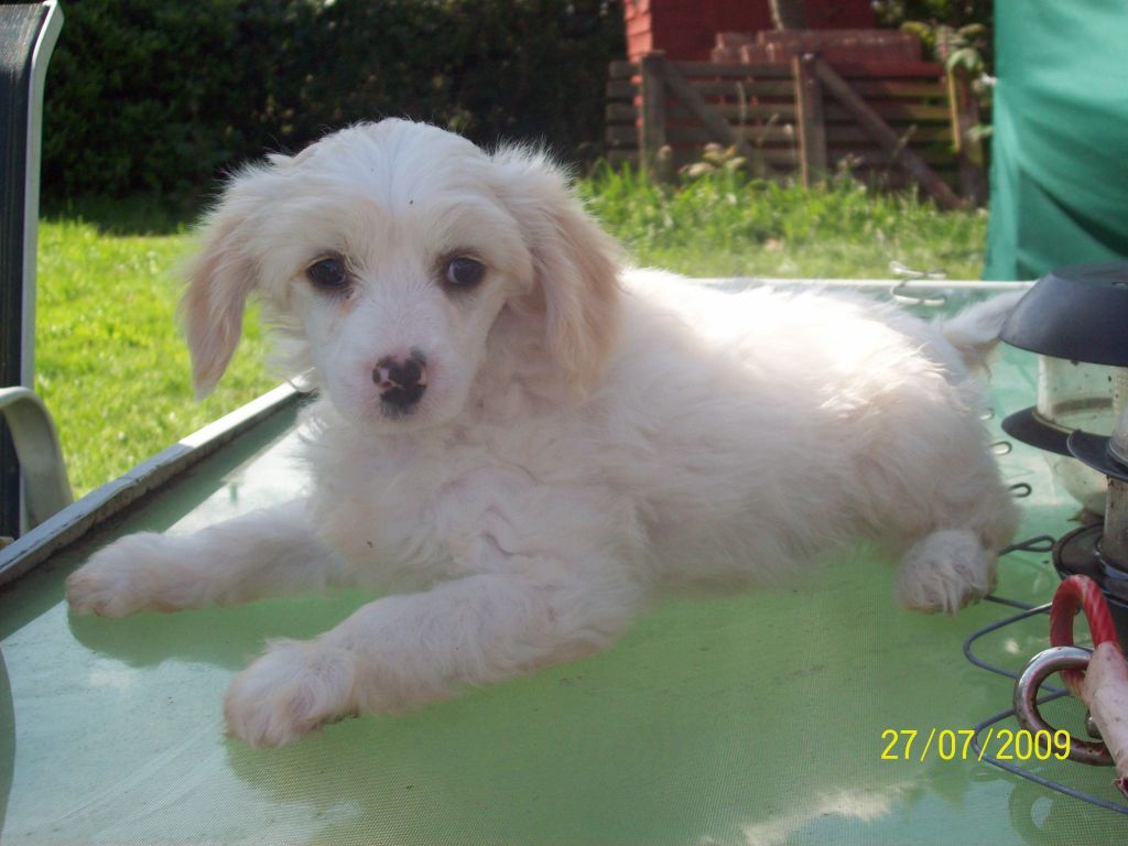 Cazianik RolyPolyOly