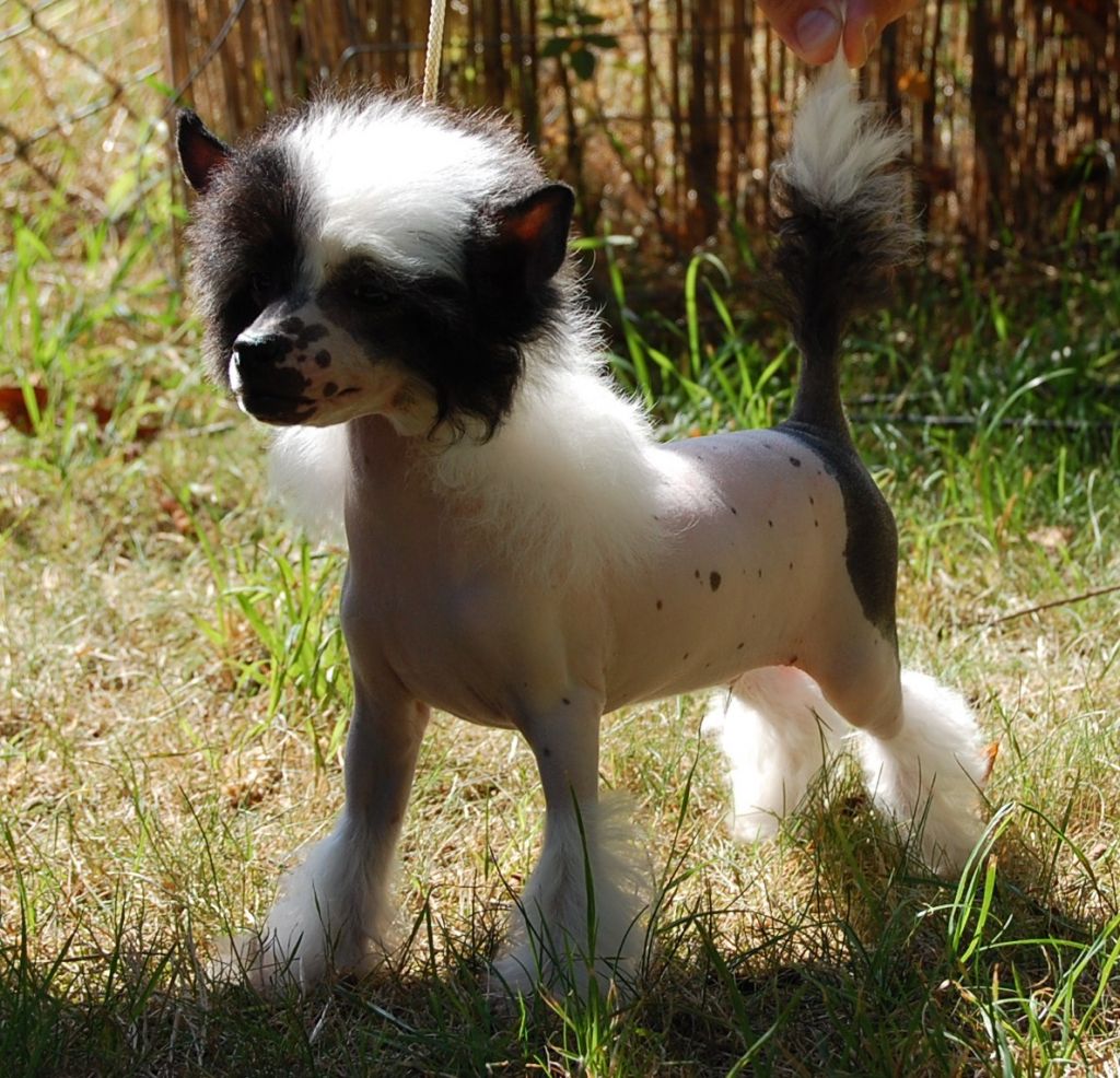 Taijan Dreamer Talismann