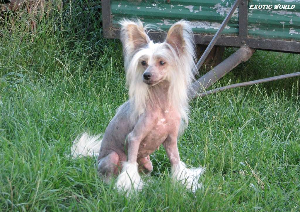 Ashley Exotic World FCI