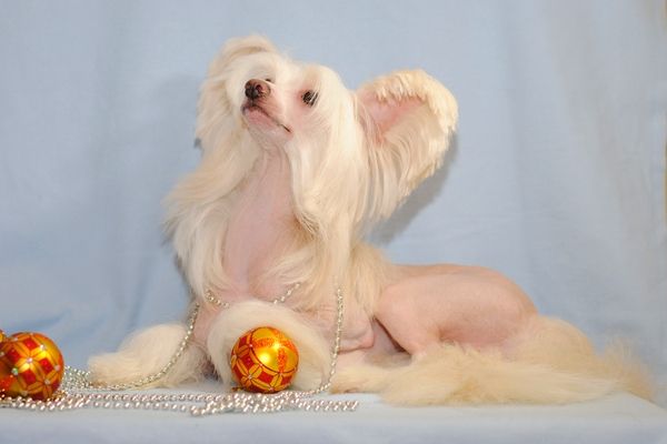 Sheriz Kay Shandr Yut