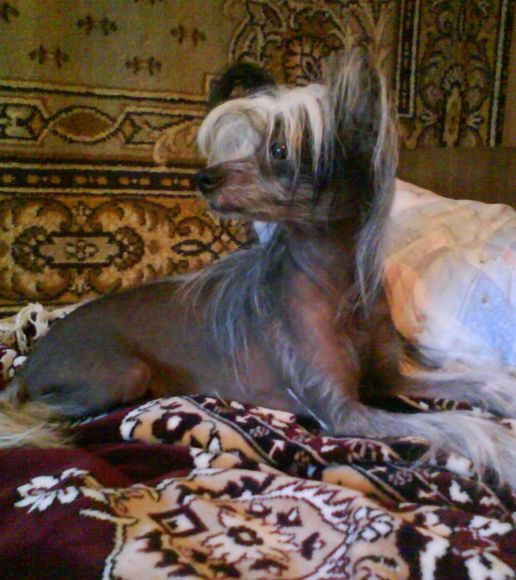 Chaina Dzhedai Singapyr