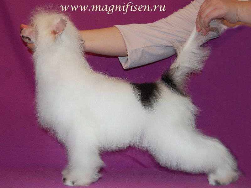 True Magnifisen Confiture