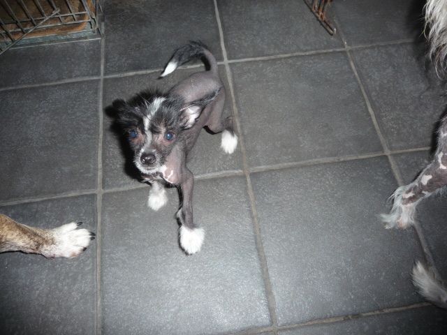 Badman Bacardi little Charmings