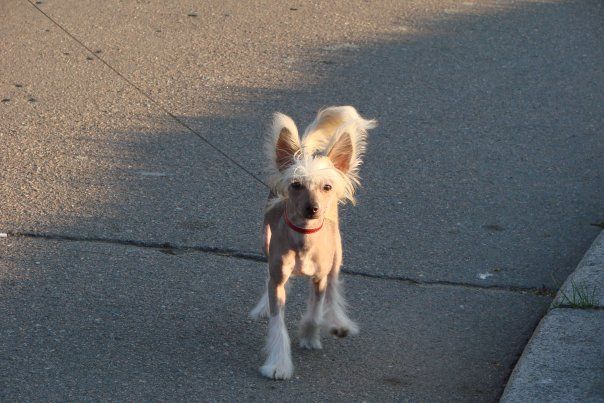 Opus Palmare Priscilla